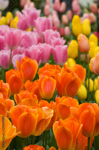 Netherlands  aka Holland   Lisse. Keukenhof Gardens  the world s largest bulb flower park with over 4.5 million tulips in 100 varieties.