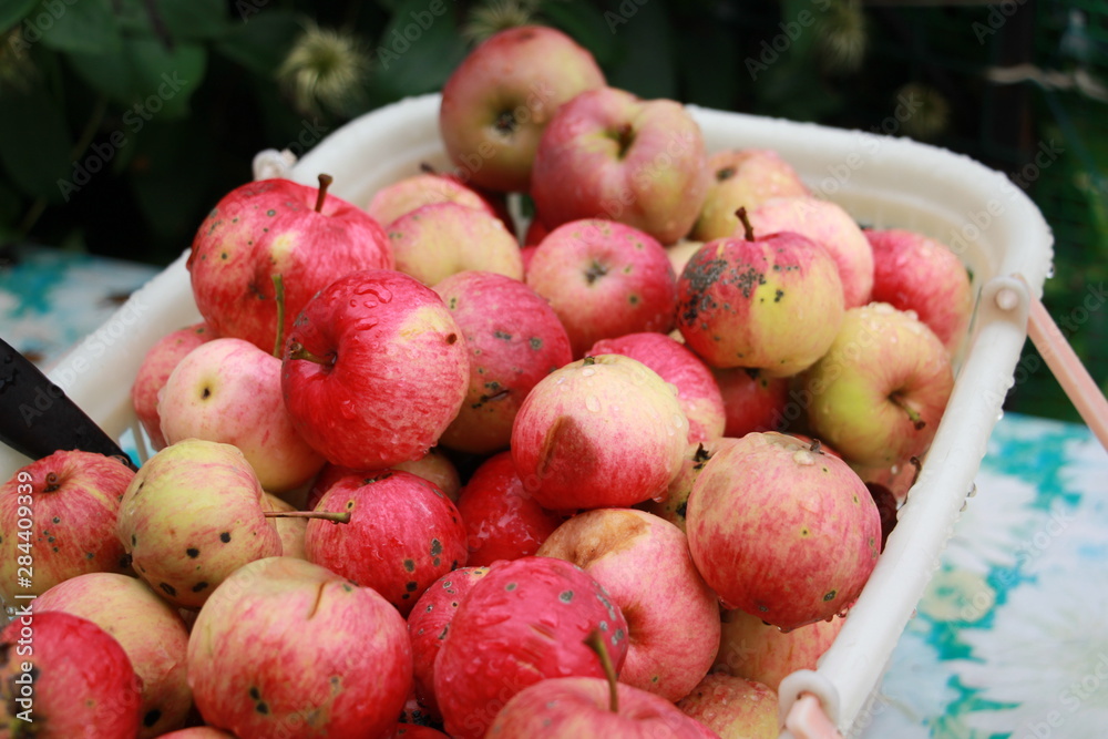 garden apples in a plastic basket