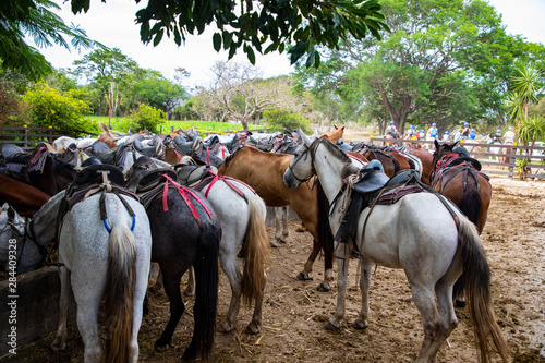 Horses getting prepared for a Tour with Tourists at an adventure farm in Costa Rica at Guanacaste