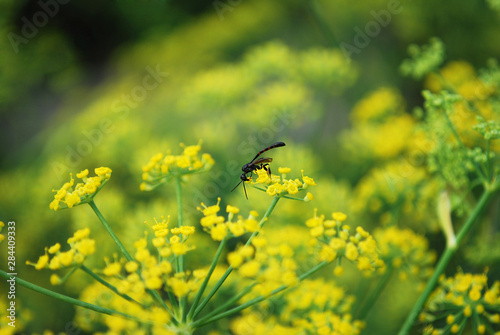 insects collect pollen on shallow colors