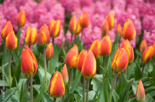 Netherlands (aka Holland), Lisse. Keukenhof Gardens, the world's largest bulb flower park with over 4.5 million tulips in 100 varieties.