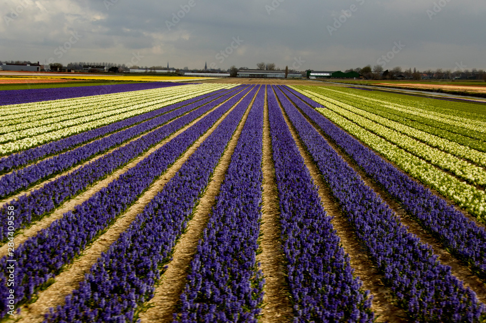 The Netherlands (aka Holland), Lisse. Colorful Spring hyacinth fields of Lisse near the famous Keukenhof Gardens.