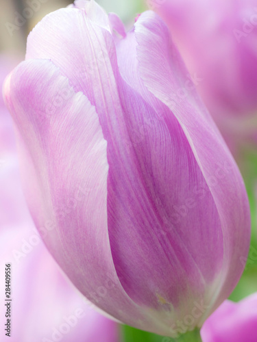 The Netherlands, Lisse, Keukenhof Gardens. Close-up of tulip.