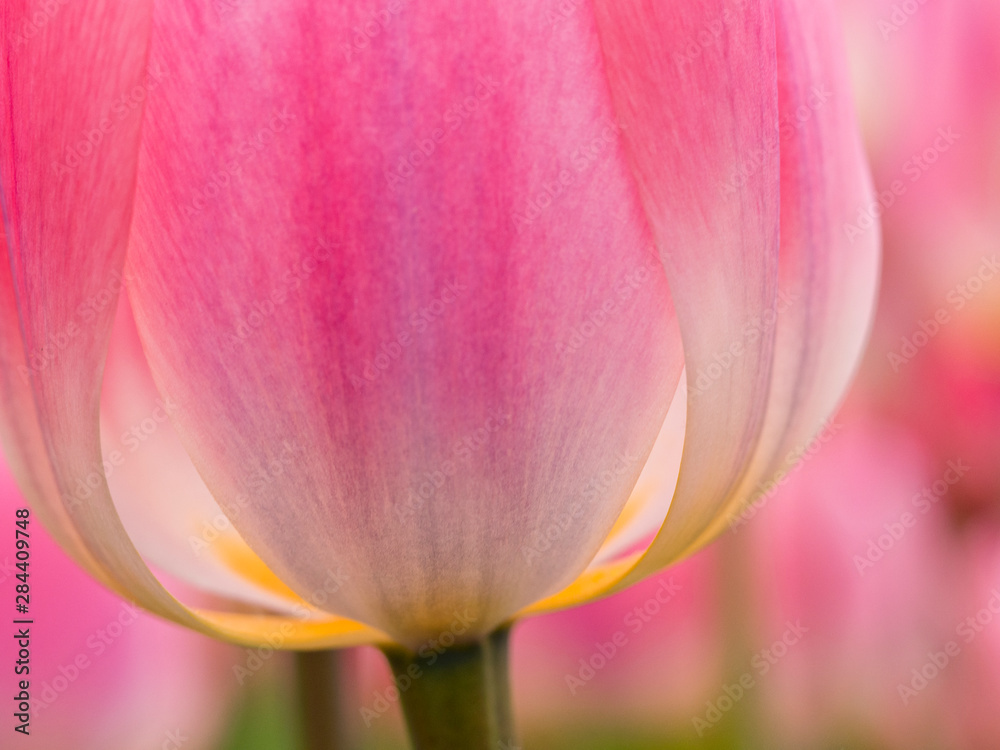The Netherlands, Lisse, Keukenhof Gardens. Close-up of tulip. The Netherlands, Lisse, Keukenhof Gardens. Close-up of tulip.