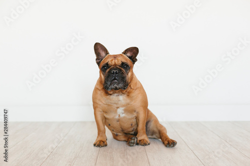 cute brown french bulldog sitting on the floor at home and looking at the camera. Funny and playful expression. Pets indoors and lifestyle © Eva