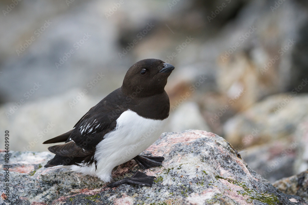 Obraz premium Norway, Svalbard. Close-up of little auk bird on rock.