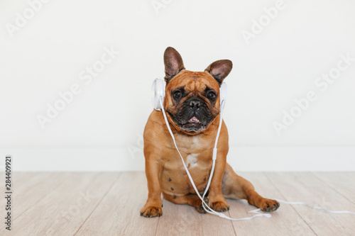 cute brown french bulldog sitting at home and looking at the camera. Funny dog listening to music on white headset. Pets indoors and lifestyle. Technology and music © Eva