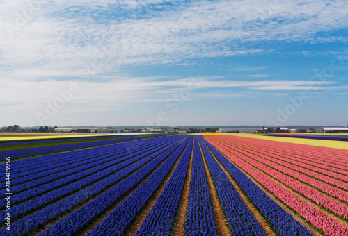 Netherlands, Southern Holland Province, Lisse, hyacinths fields
