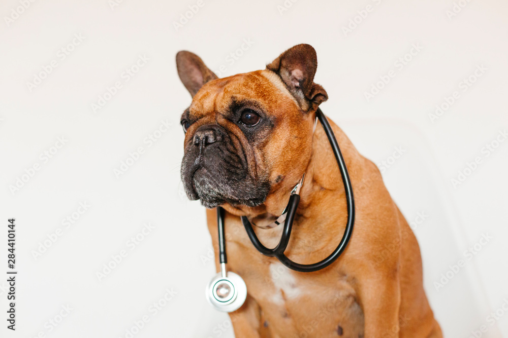 cute brown french bulldog lying on the floor at home. Wearing a veterinarian stethoscope. Pets care and veterinarian concept