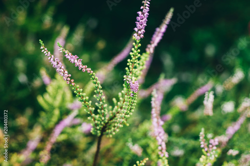 Floral background with heather flower macro picture, green grass, botanical background
