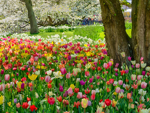 Fototapeta Naklejka Na Ścianę i Meble -  Multicolored flowers in Spring bloom