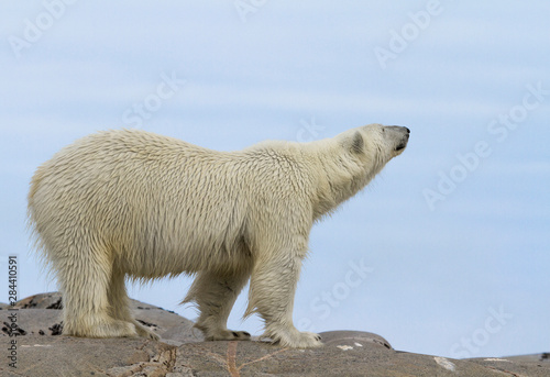 Norway, Svalbard. Close-up of polar bear sniffing the air.
