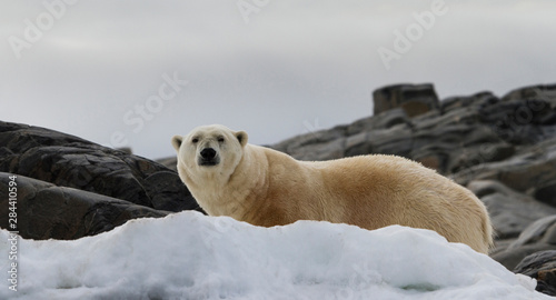 Norway, Svalbard. Polar bear on snow surrounded by dark rocks and snow.