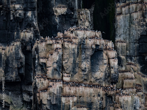 Arctic Ocean, Norway, Svalbard. Mountain bird sanctuary.