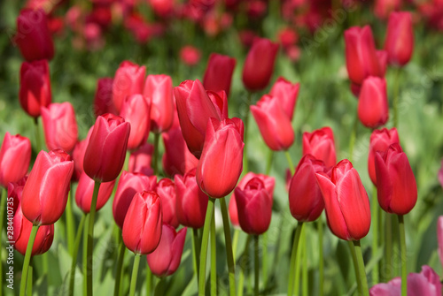 Netherlands  aka Holland   Lisse. Keukenhof Gardens  the world s largest bulb flower park with over 4.5 million tulips in 100 varieties.
