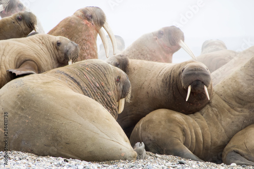 Arctic, Norway, Svalbard, Spitsbergen, walrus (Odobenus rosmarus). Walrus at haul out site on beach.