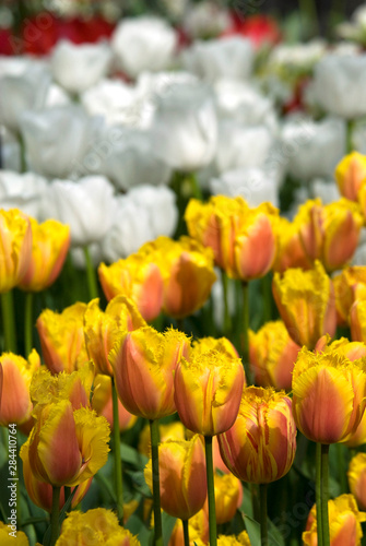 Netherlands  aka Holland   Lisse. Keukenhof Gardens  the world s largest bulb flower park with over 4.5 million tulips in 100 varieties.