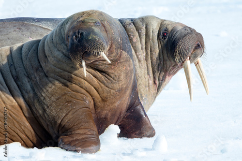 Arctic, Norway, Svalbard, Spitsbergen, walrus (Odobenus rosmarus) Walrus on ice floe.