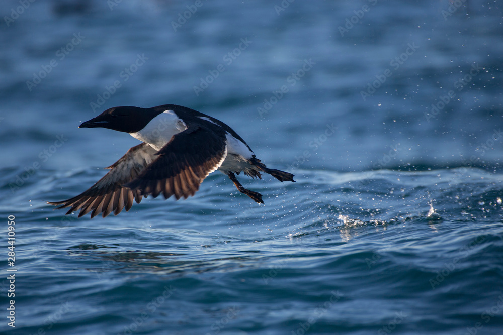 Obraz premium Norway, Svalbard. Thick-billed Murre takes flight from water. Credit as: Josh Anon / Jaynes Gallery / DanitaDelimont.com