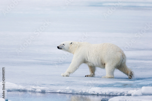 Arctic, Norway, Svalbard, Spitsbergen, polar bear (Ursus maritimus). Polar bear sniffing out old carcass.