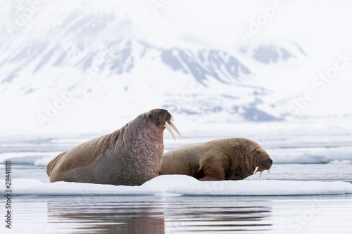 Arctic, Norway, Svalbard, Spitsbergen, pack ice, walrus (Odobenus rosmarus) Walrus on ice floes.