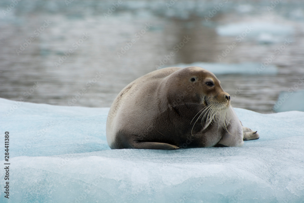 Fototapeta premium Norway. Svalbard. Krossfjord. 14th of July glacier. Bearded seal (Erignathus barbatus) on an ice floe.