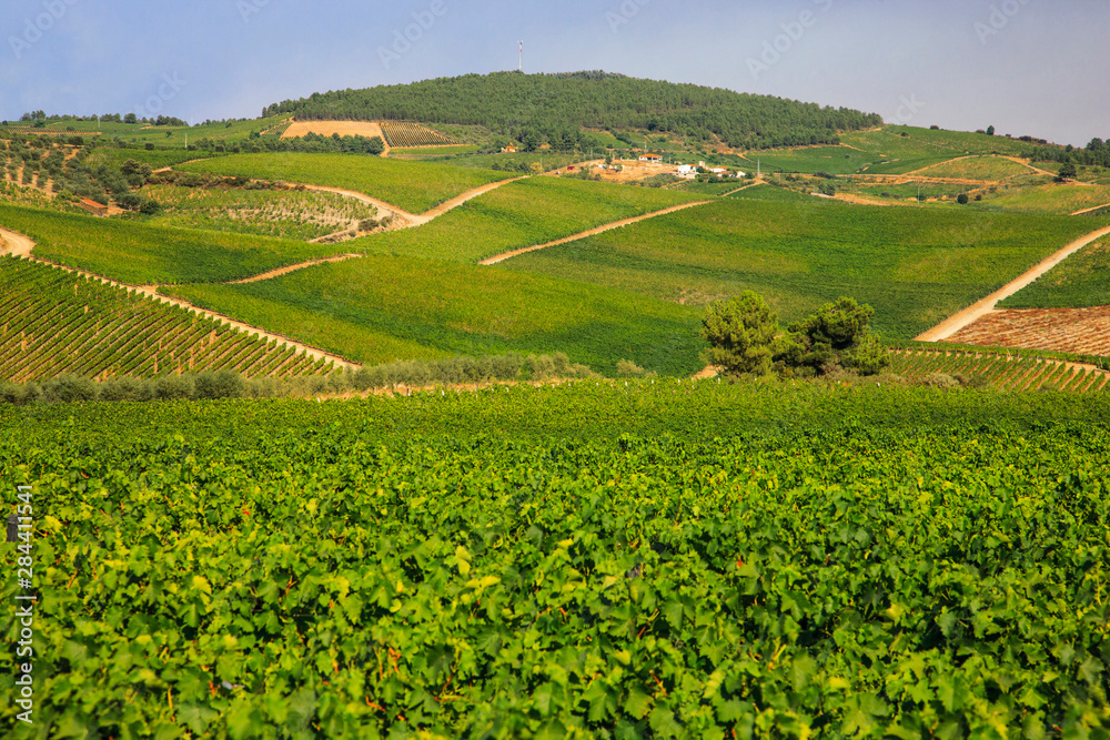 Vineyards behind the Quinta Avessada vintners in Pinhau who produce muscatel wines.