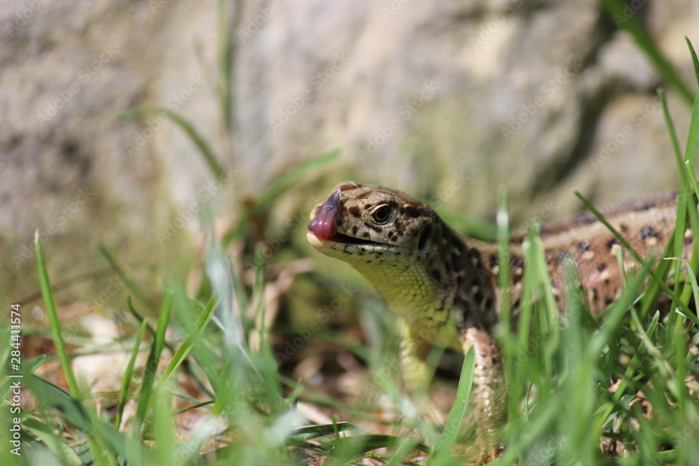 Zauneidechsen Weibchen leckt sich das Maul Zauneidechsen Weibchen leckt sich das Maul