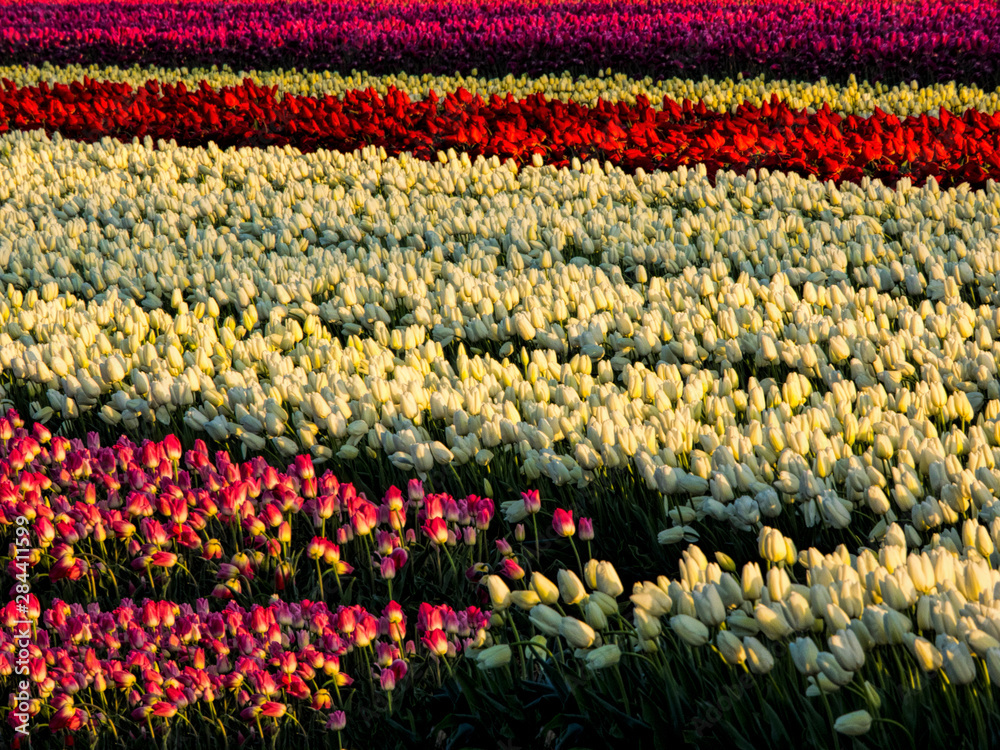 Netherlands, Kop van Noord-Holland, Tulip Fields in Holland