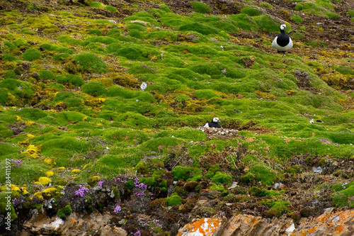 Norway. Svalbard. Krossfjord. Barnacle goose nesting in the soft moss. photo