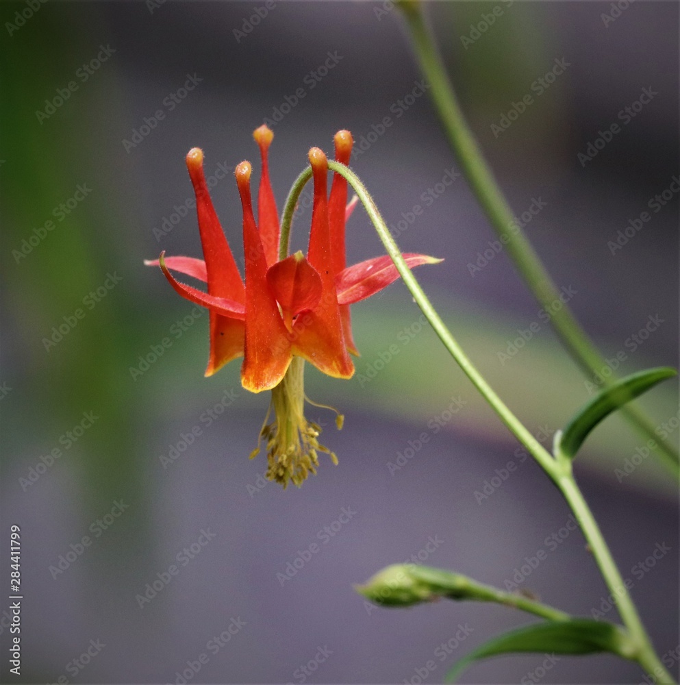 Obraz premium red flower