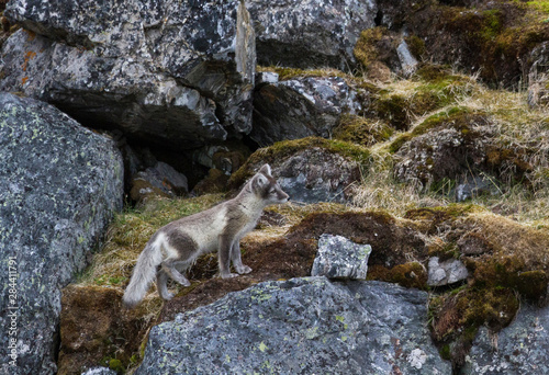 Norway, Svalbard, Prins Karls Forland.