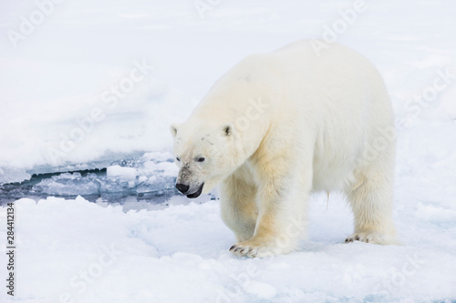 Arctic, Norway, Svalbard, Spitsbergen, pack ice, polar bear (Ursus maritimus) Male polar bear.
