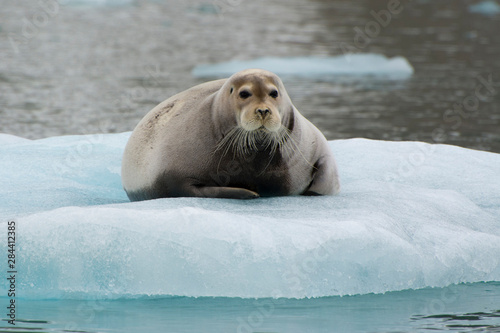 Norway. Svalbard. Krossfjord. 14th of July glacier. Bearded seal (Erignathus barbatus) on an ice floe. photo