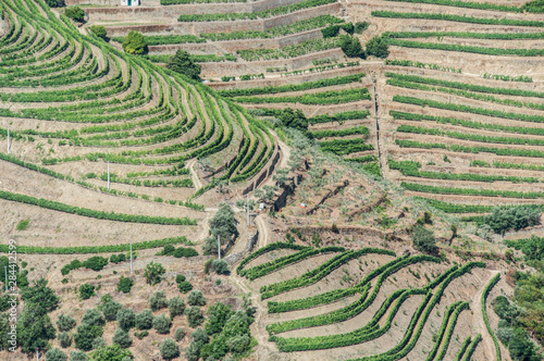 Portugal, Douro Valley, Hillside Vineyards