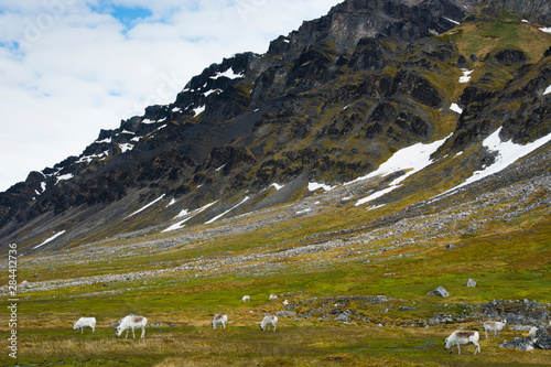 Norway. Svalbard. Bellsund. Varsolbukta. Camp Millar. Reindeer grazing on the tundra.