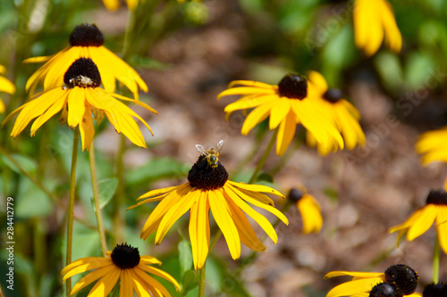 fleißige Biene auf gelber Blume,  Sonnenhut - Rudbeckia  photo