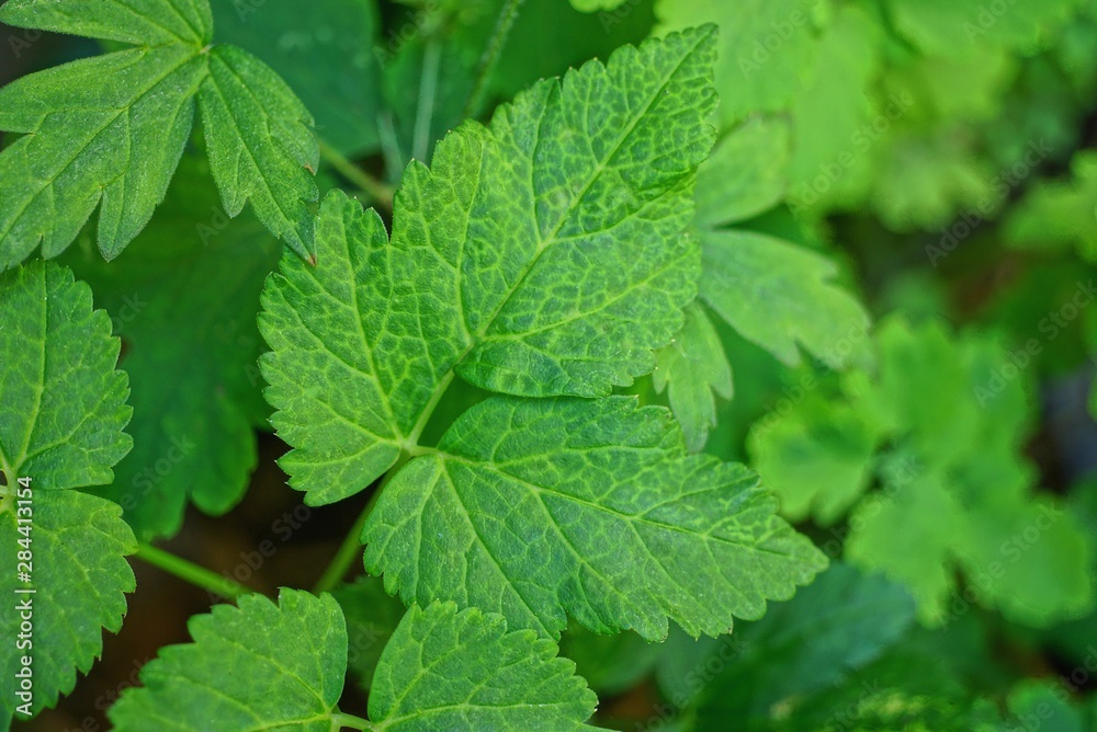 natural green texture of green leaves of a wild plant natural green texture of green leaves of a wild plant