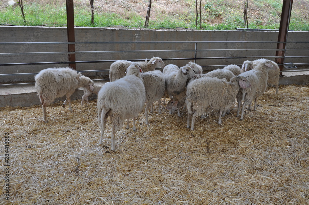 Obraz premium The beautiful Animal Sheep in the natural environment (farm)