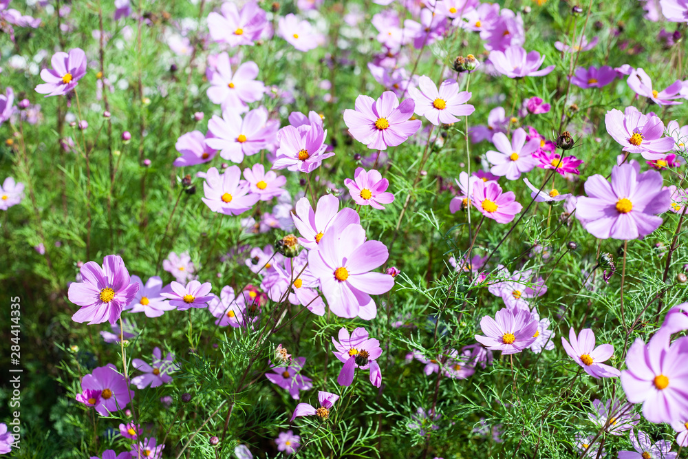 Naklejka premium Garden flowers. Beautiful background of flowers. Bright saturated colors in plants. Garden plants.