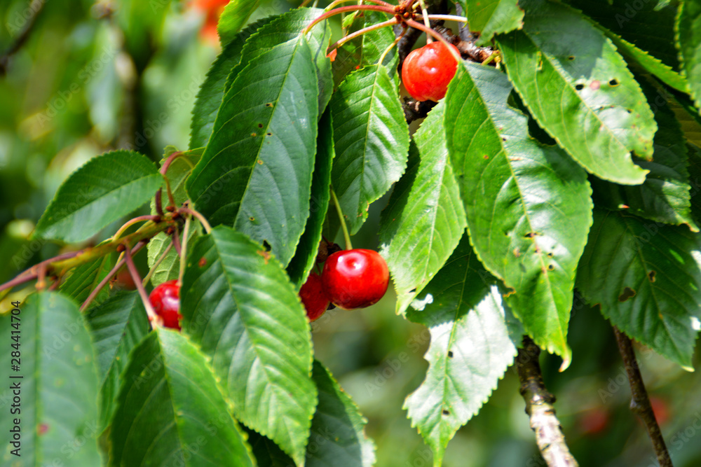 rote Kirschen an einem Baum im Garten	