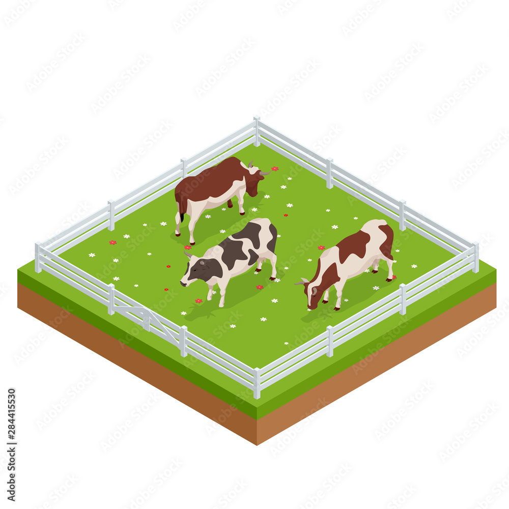 Naklejka premium Isometric brown and white cows in a grassy field on a bright and sunny day. Dairy cattle set. Cows collection.