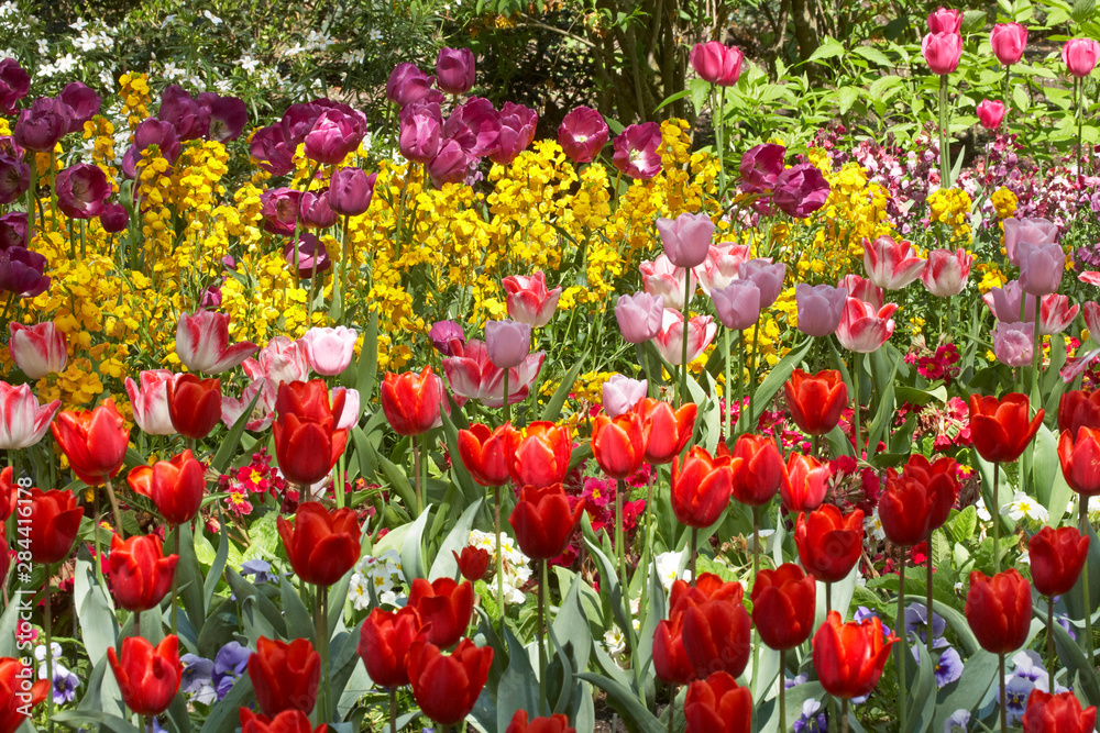 Tulips in St James's Park, London, England, United Kingdom
