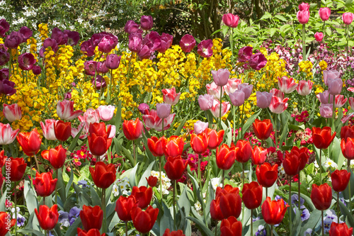 Fototapeta Naklejka Na Ścianę i Meble -  Tulips in St James's Park, London, England, United Kingdom