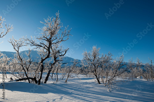 Frozen landscape near Kiruna, Sweden. © Sergio Pitamitz/Danita Delimont