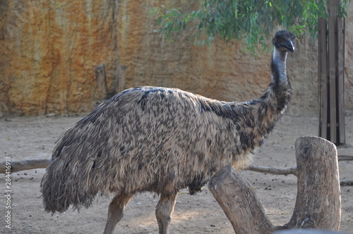The beautiful Animal ostrich in the natural environment  farm 