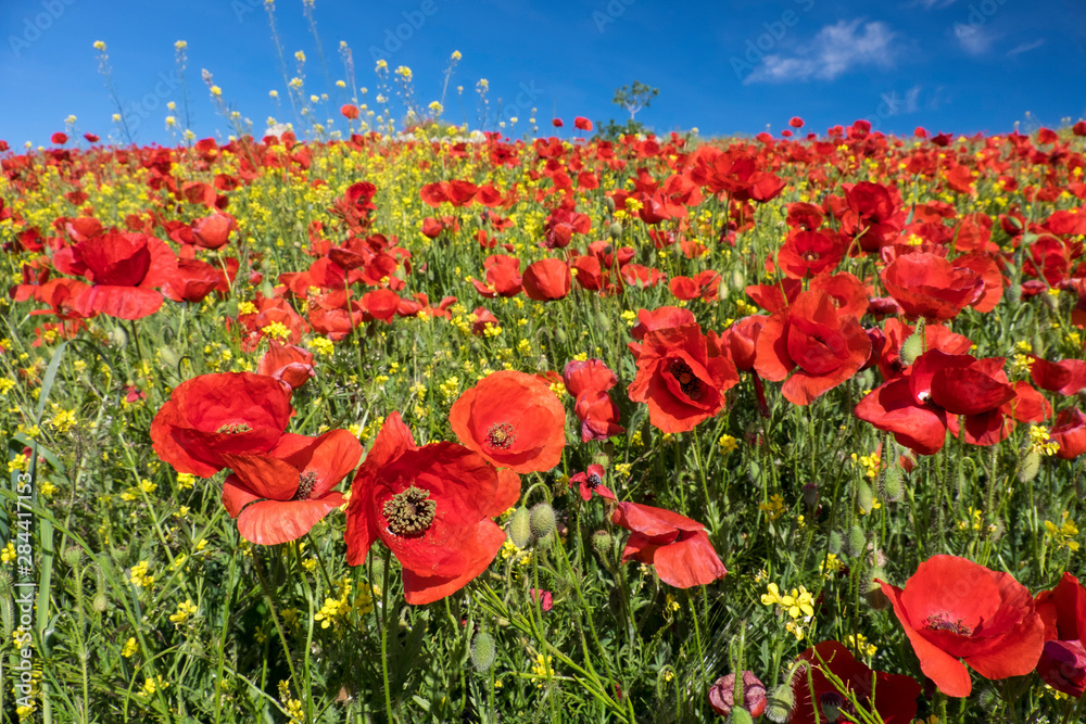 Fototapeta premium Spain, Andalusia. A field of bright and cheerful red poppy wildflowers.
