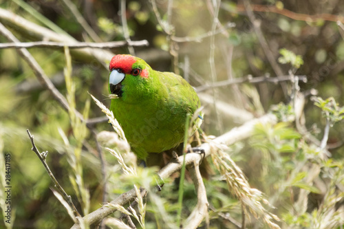 Red Crowned Parakeet Endemic to New Zealand