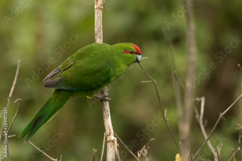 Red Crowned Parakeet Endemic to New Zealand