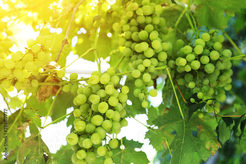  white grapes growing in the rays of sunlight